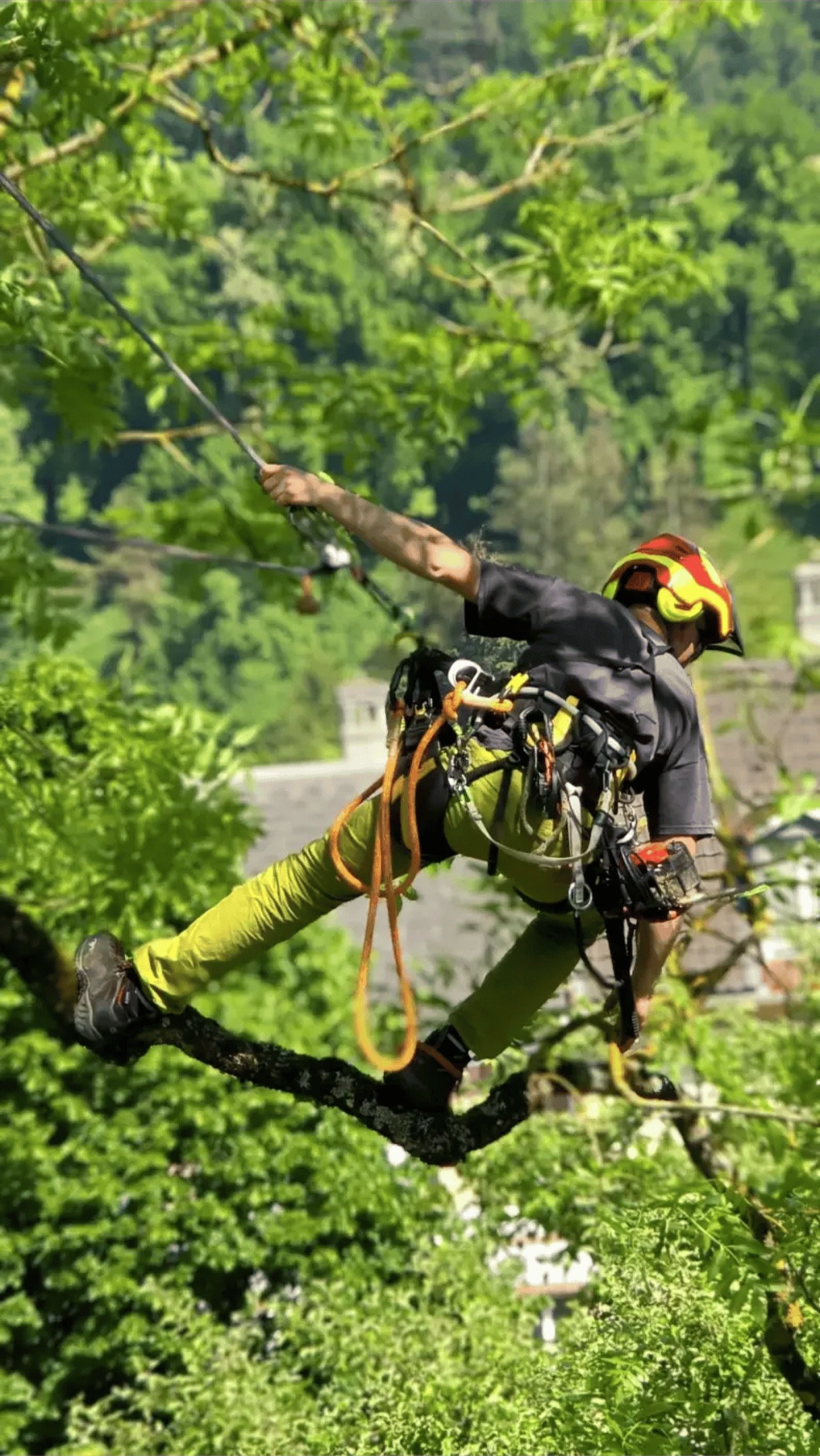 Arboriste-grimpeur dans le feuillage