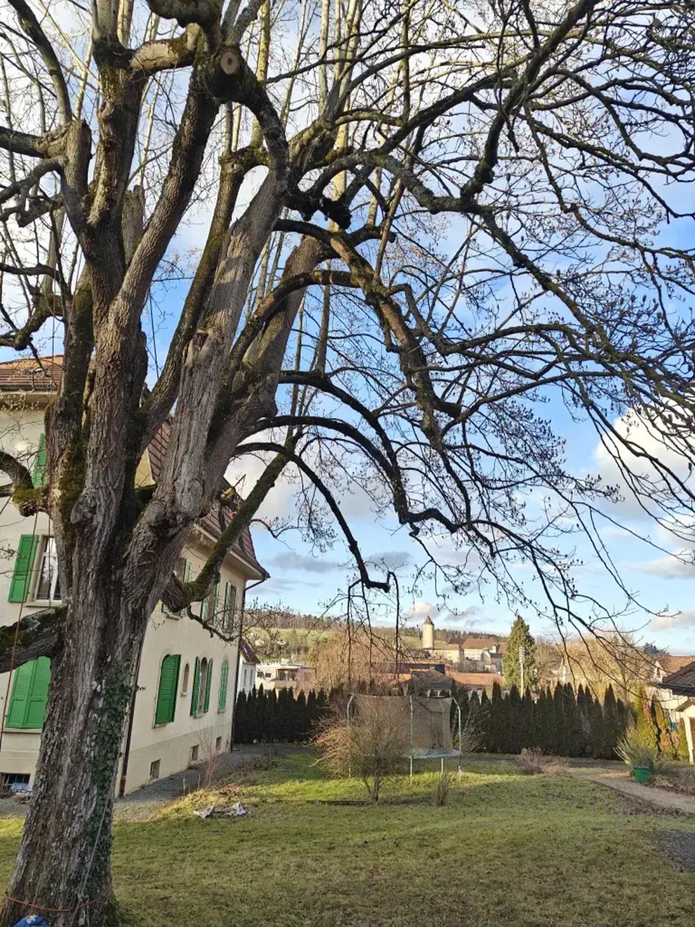 Arbre de jardin à Porrentruy